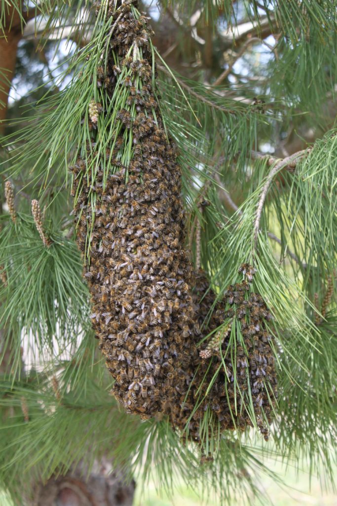 Un bel essaim d'abeilles,un groupe est parti faire une nouvelle colonie.