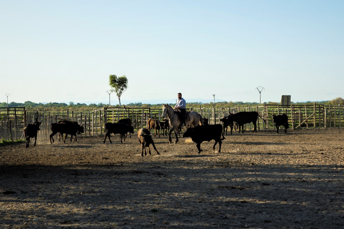 pr-s-de-la-grande-motte-un-soir-en-camargue-blgm